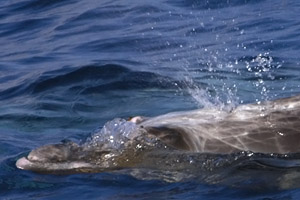 Blainville-Schnabelwal  (Mesoplodon densirostris)) - Walbeobachtung (Whalewatching) vor La Gomera