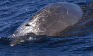 Blainville-Schnabelwal  (Mesoplodon densirostris)