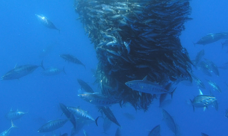 Bonito, gestreifter Thunfisch  (Katsuwonus pelamis)