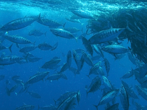 Bonito, gestreifter Thunfisch  (Katsuwonus pelamis)