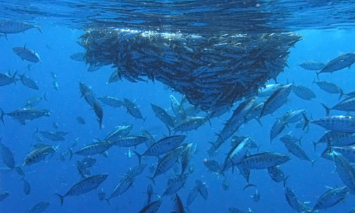 Bonito, gestreifter Thunfisch  (Katsuwonus pelamis)