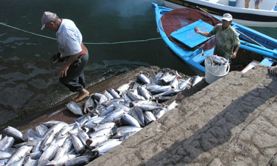 Bonito, gestreifter Thunfisch  (Katsuwonus pelamis)