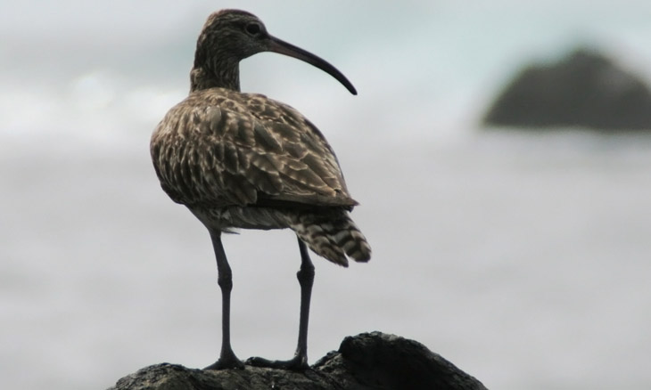 Regenbrachvogel  (Numenius phaeopus)