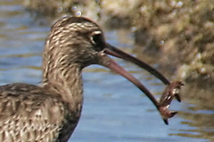 Regenbrachvogel  (Numenius phaeopus)