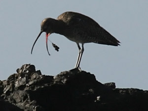 Regenbrachvogel  (Numenius phaeopus)