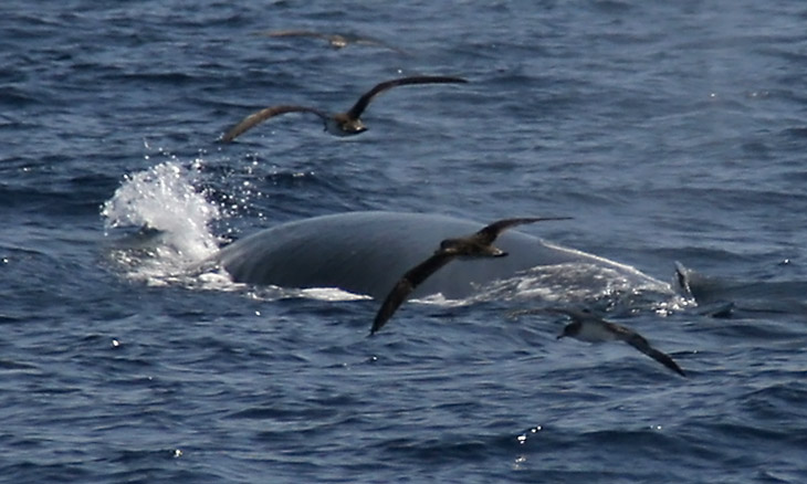 Brydewal  (Balaenoptera edeni / Balaenoptera brydei)) - Walbeobachtung (Whalewatching) vor La Gomera