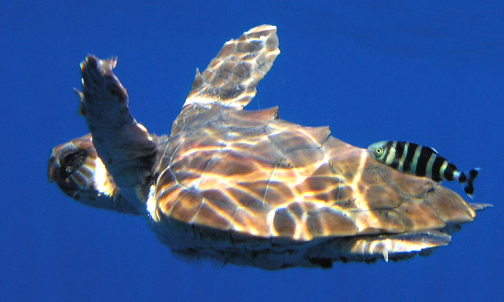 Unechte Karettschildkrte  (Caretta caretta)