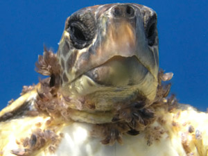 Unechte Karettschildkrte  (Caretta caretta)