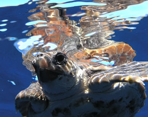 Unechte Karettschildkrte  (Caretta caretta)