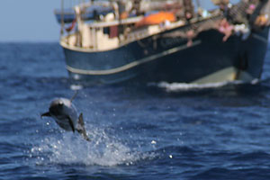 Atlantischer Fleckendelfin, Zgeldelfin (Stenella frontalis)