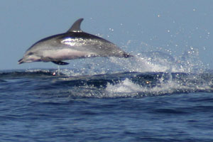 Atlantischer Fleckendelfin, Zgeldelfin (Stenella frontalis)