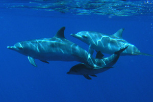 Atlantischer Fleckendelfin, Zgeldelfin (Stenella frontalis)