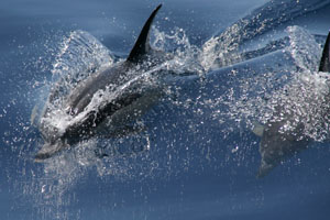 Gemeiner Delfin (Delphinus delphis)