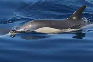 Gemeiner Delfin (Delphinus delphis)