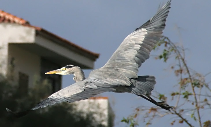 Graureiher, Fischreiher  (Ardea cinerea)