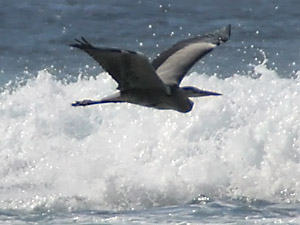 Graureiher, Fischreiher  (Ardea cinerea)