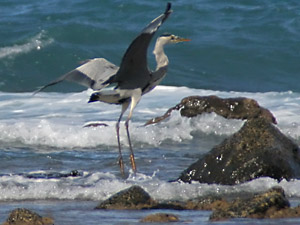 Graureiher, Fischreiher  (Ardea cinerea)