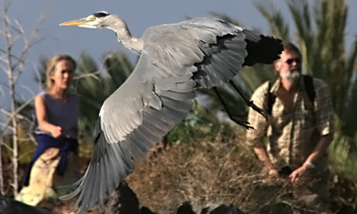 Graureiher, Fischreiher  (Ardea cinerea)