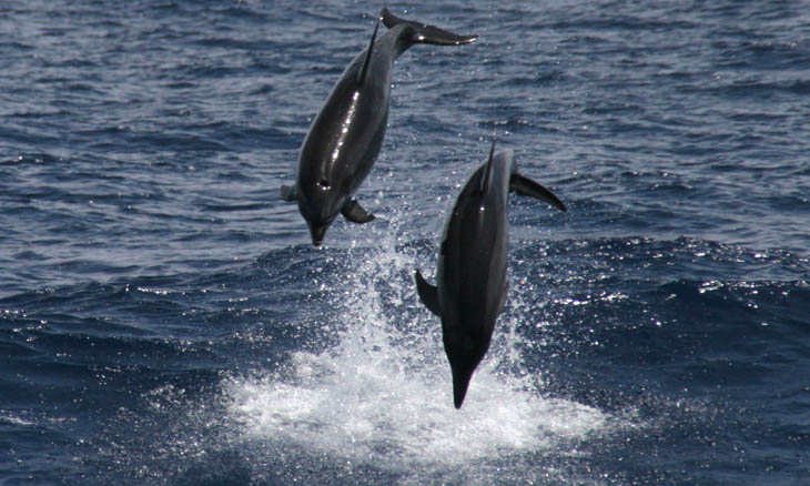 Grosser Tmmler  (Tursiops truncatus)