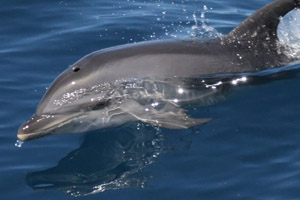 Grosser Tmmler  (Tursiops truncatus)