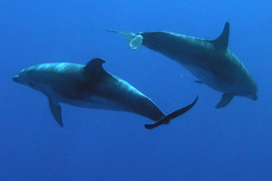 Grosser Tmmler  (Tursiops truncatus)