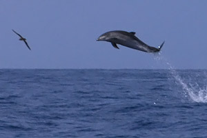 Grosser Tmmler  (Tursiops truncatus)