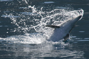 Grosser Tmmler  (Tursiops truncatus)