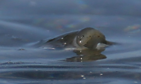 Goldmeersche, Kastenmaul-Meersche  (Liza aurata)