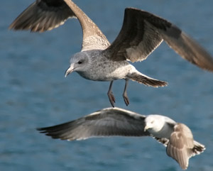 Weikopfmwe  (Larus cachinnans)