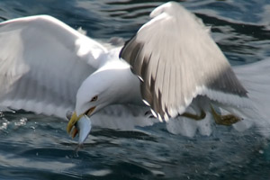 Weikopfmwe  (Larus cachinnans)