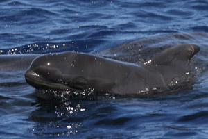 Pilotwal, Indischer Grindwal  (Globicephala macrorhynchus)