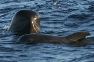 Pilotwal, Indischer Grindwal  (Globicephala macrorhynchus)