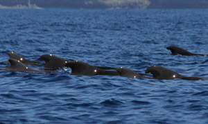 Pilotwal, Indischer Grindwal  (Globicephala macrorhynchus)