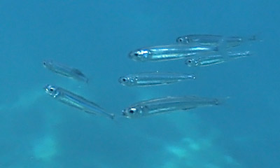 Priesterfisch, Atlantischer hrenfisch  (Atherina prebyter)