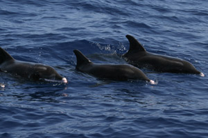 Rauzahn-Delfin  (Steno bredanensis)