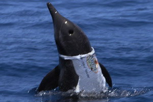 Rauzahn-Delfin  (Steno bredanensis)