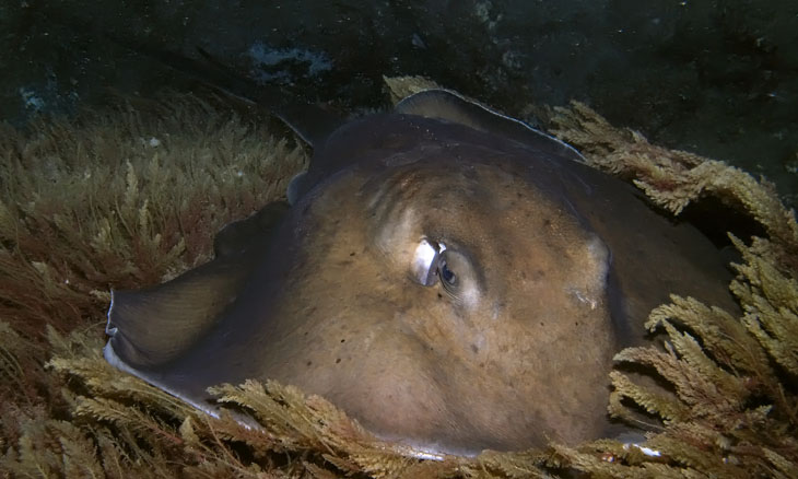 Runder Stechrochen  (Taeniura grabata)