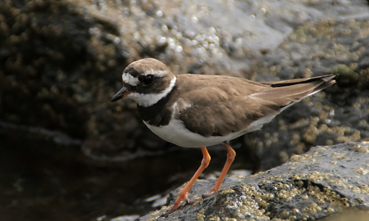 Sandregenpfeifer  (Charadrius hiaticula)