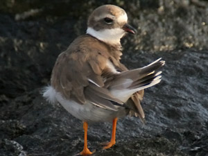 Sandregenpfeifer  (Charadrius hiaticula)