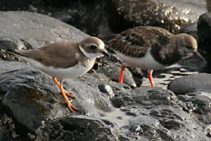 Sandregenpfeifer  (Charadrius hiaticula)