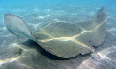 Schmetterlingsrochen  (Gymnura altavela)