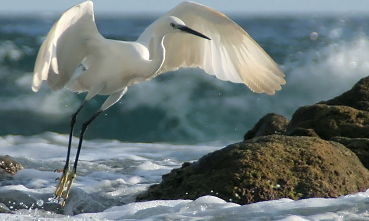 Seidenreiher  (Egretta garzetta)