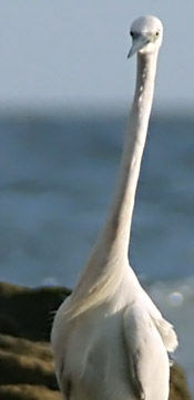 Seidenreiher  (Egretta garzetta)