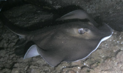 Runder Stechrochen  (Taeniura grabata)