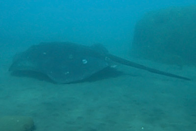 Runder Stechrochen  (Taeniura grabata)