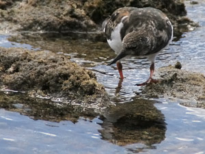 Steinwlzer  (Arenaria interpres)