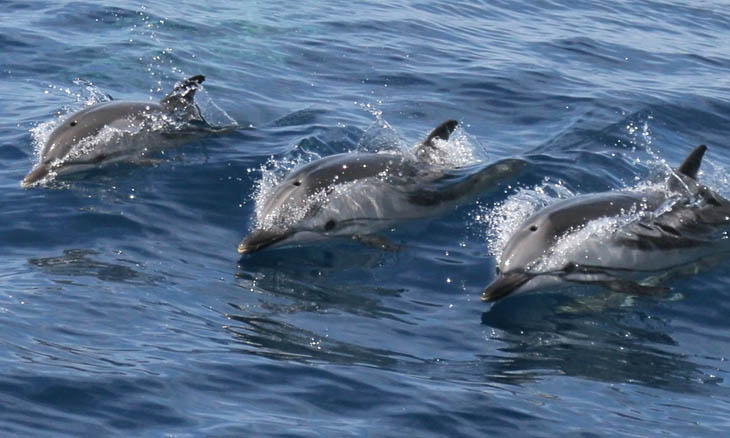 Streifendelfin, Blauweier Delfin  (Stenella coeruleoalba)