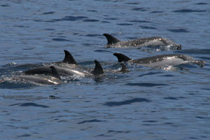 Streifendelfin, Blauweißer Delfin  (Stenella coeruleoalba)