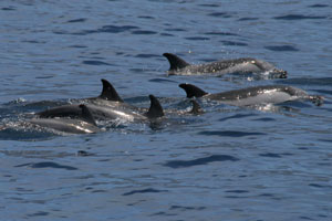 Streifendelfin, Blauweier Delfin  (Stenella coeruleoalba)