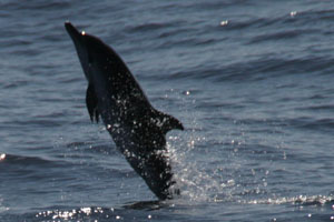 Streifendelfin, Blauweier Delfin  (Stenella coeruleoalba)